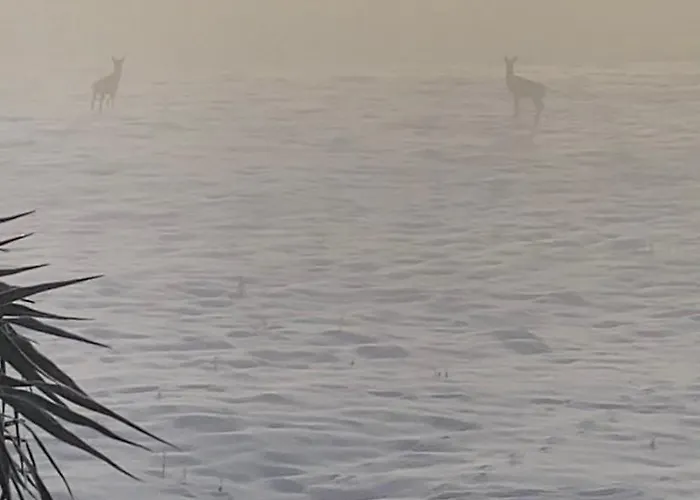 Lägenhet Cara's House