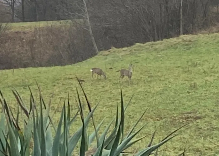 Cara's House * Liubliana